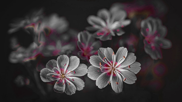 Flowers darkroom blackbackground redcenter clairedalby free wallpaper for desktop - medium preview image