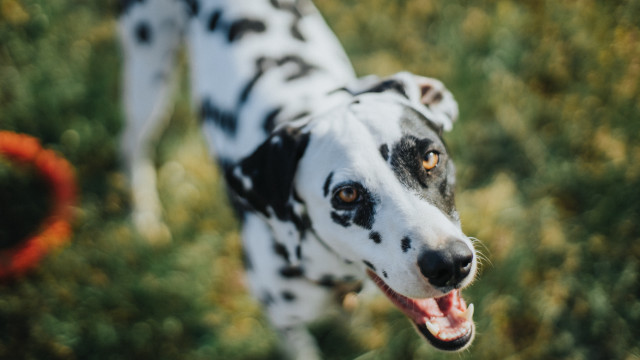 Dalmatian red collar field bokeh free wallpaper for desktop - medium preview image