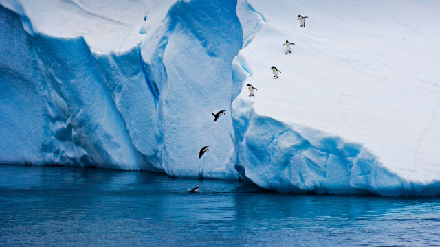 Penguins flying glacier wall ecological free wallpaper for desktop - medium preview image