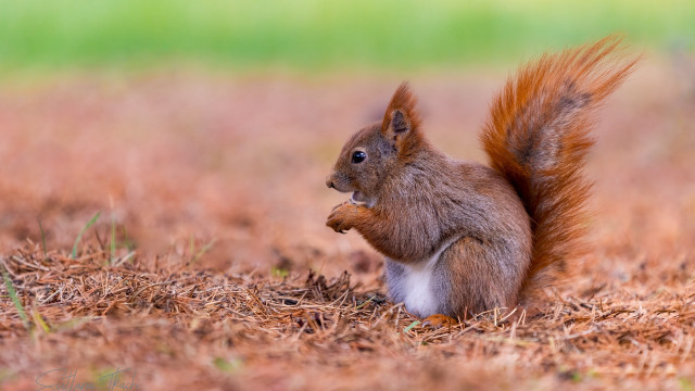 Squirrel eating nut grass field free wallpaper for desktop - medium preview image