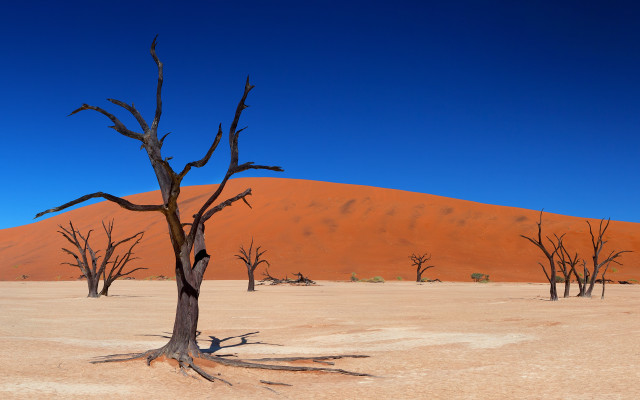 Barren desert dead trees blue #2 free wallpaper for desktop - medium preview image