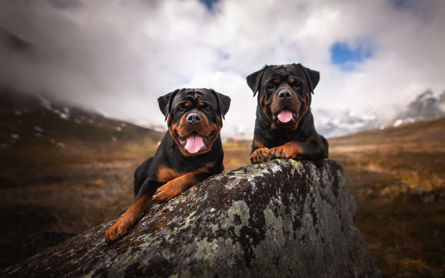 Dogs rocks outdoor mountain sunset free wallpaper for desktop - medium preview image