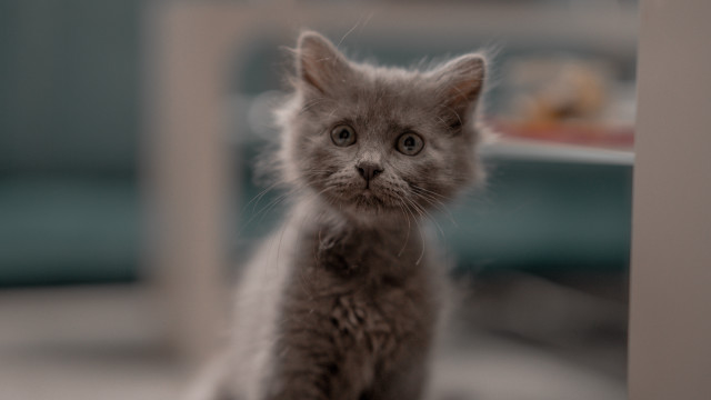 Sad kitten tiltshift blurry depthoffield free wallpaper for desktop - medium preview image