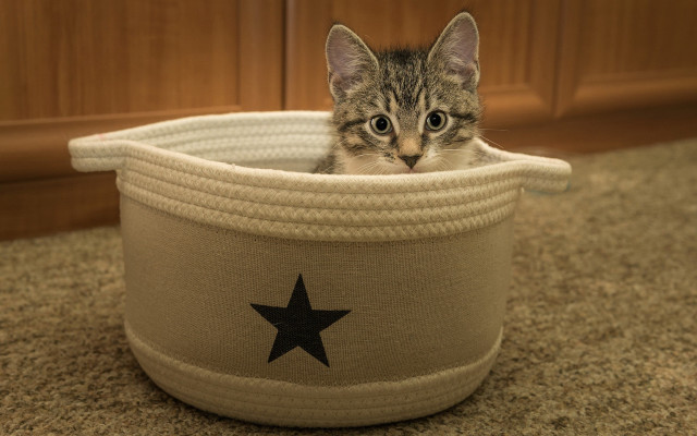 Kitten basket surprised illusion toy free wallpaper for desktop - medium preview image