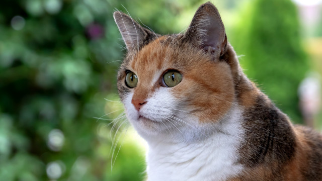 Cat green eyes portrait bokeh free wallpaper for desktop - medium preview image