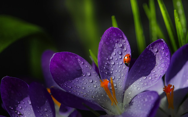 Purple flower ladybug water droplets free wallpaper for desktop - medium preview image