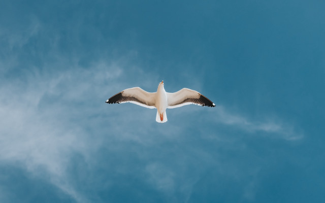 Seagull flying blue sky clouds free wallpaper for desktop - medium preview image