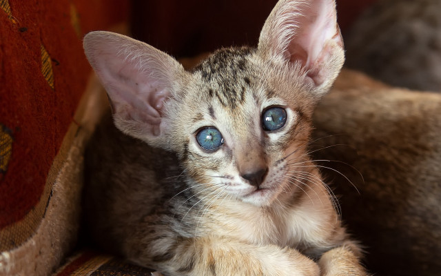 Kitten blue eyes couch blanket free wallpaper for desktop - medium preview image