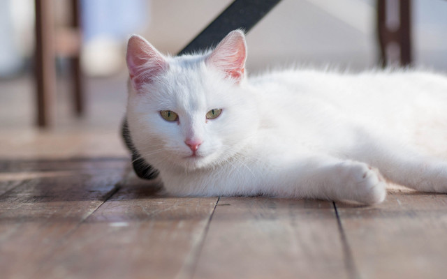 White cat floor chair table free wallpaper for desktop - medium preview image