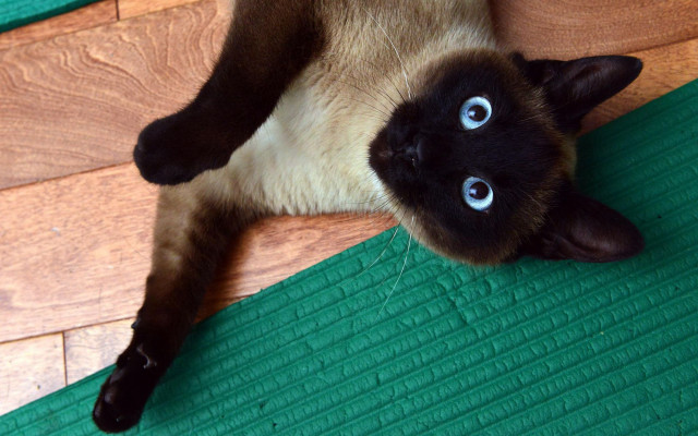 Siamese cat back wooden floor free wallpaper for desktop - medium preview image