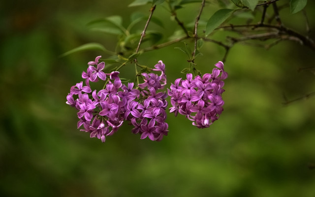 Purple wisteria flower forest macro free wallpaper for desktop - medium preview image