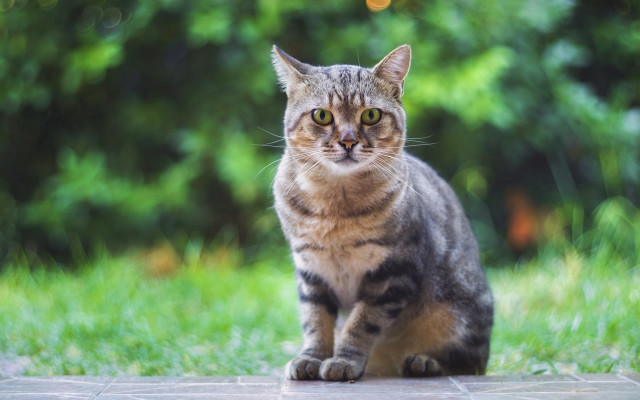 Cat stonewalkway grass tree background free wallpaper for desktop - medium preview image