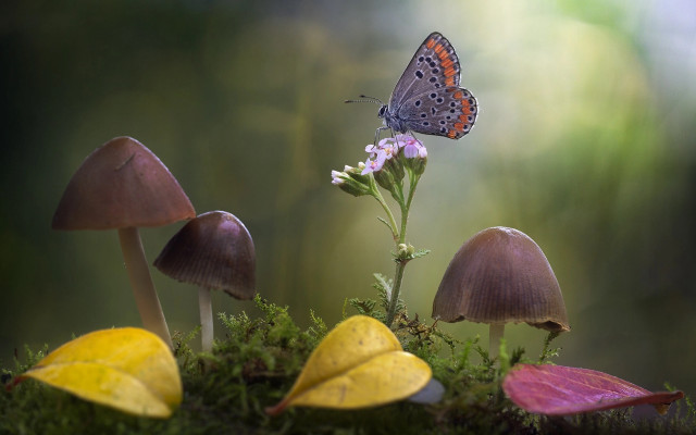 Butterfly flower mushrooms grass macro free wallpaper for desktop - medium preview image