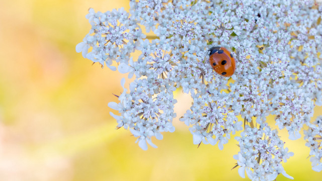 Ladybug flower macro ecological blue free wallpaper for desktop - medium preview image