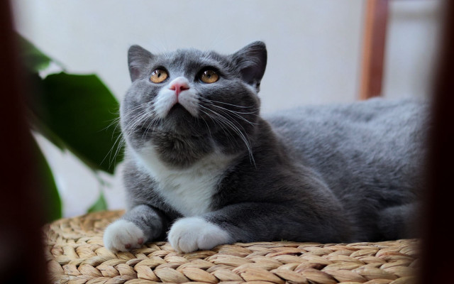 Curious cat wicker chair portrait free wallpaper for desktop - medium preview image