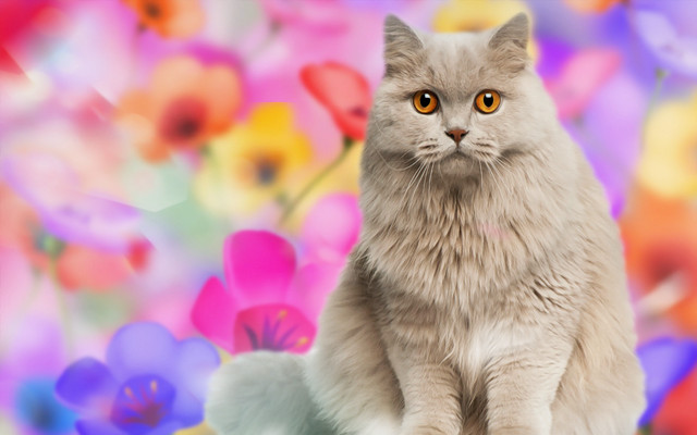 Yellow eyed cat table colorful free wallpaper for desktop - medium preview image