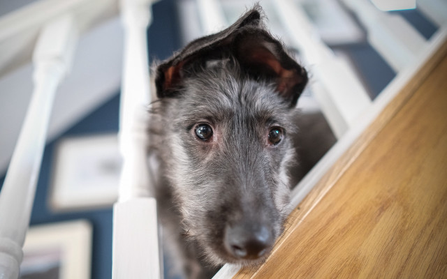 Dog window shiba inu bauhaus free wallpaper for desktop - medium preview image