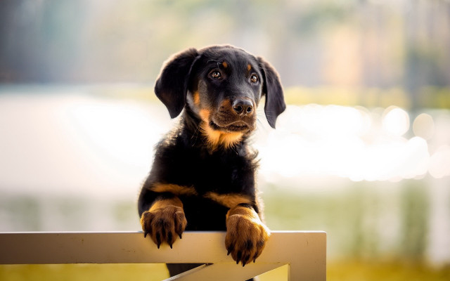 Dog sitting bench sad animal free wallpaper for desktop - medium preview image