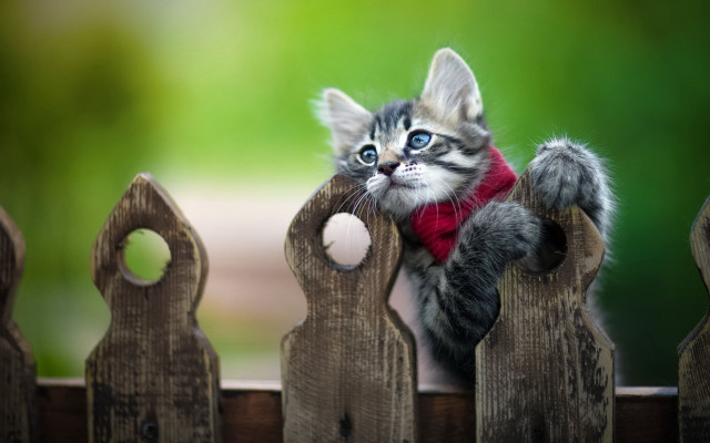 Kitten red scarf fence blue free wallpaper for desktop - medium preview image