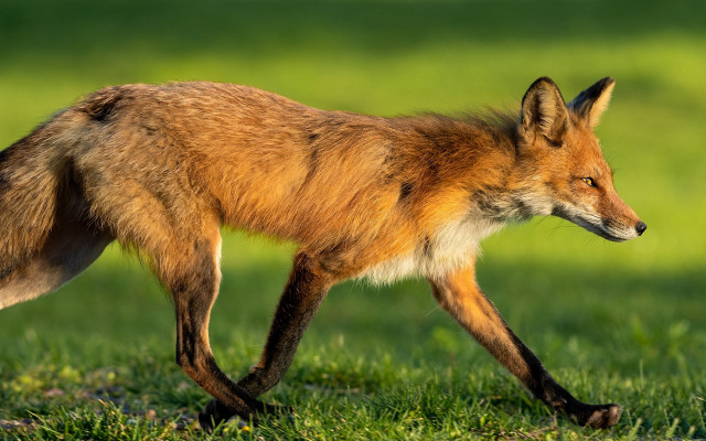 Fox green field sunny day free wallpaper for desktop - medium preview image