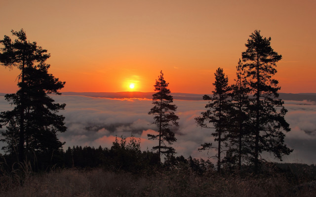 Sunset foggy forest trees clouds free wallpaper for desktop - medium preview image