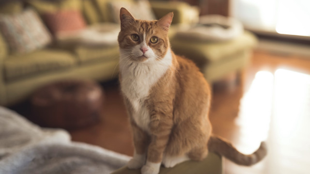 Cat couch dog photorealism blurry free wallpaper for desktop - medium preview image