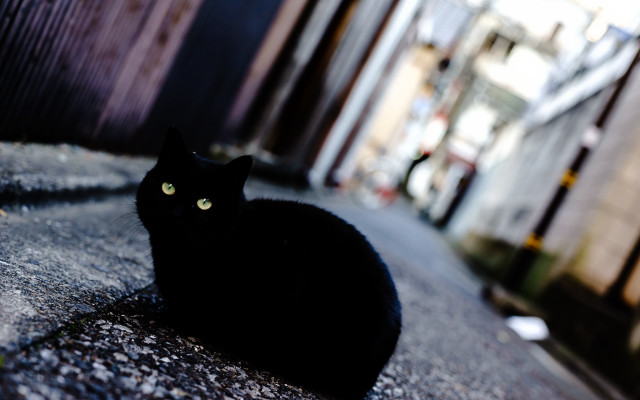 Black cat building streetlight bokeh free wallpaper for desktop - medium preview image