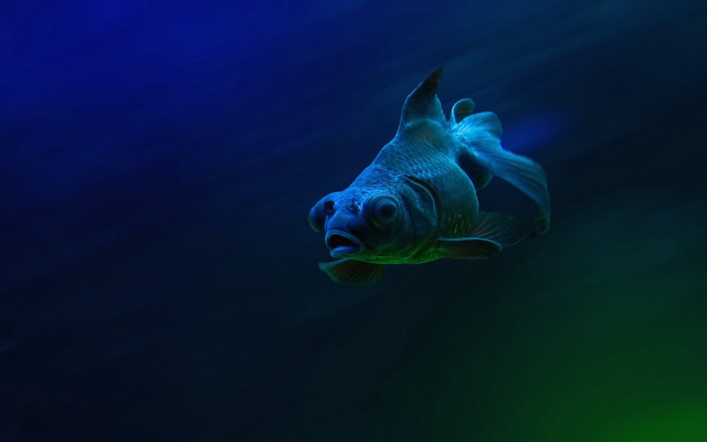 Lostfish hologram underwater darkblue lighted free wallpaper for desktop - medium preview image