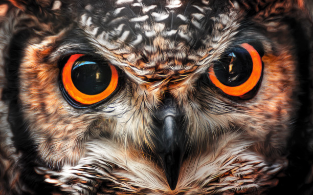 Owl orange eyes photorealistic man free wallpaper for desktop - medium preview image