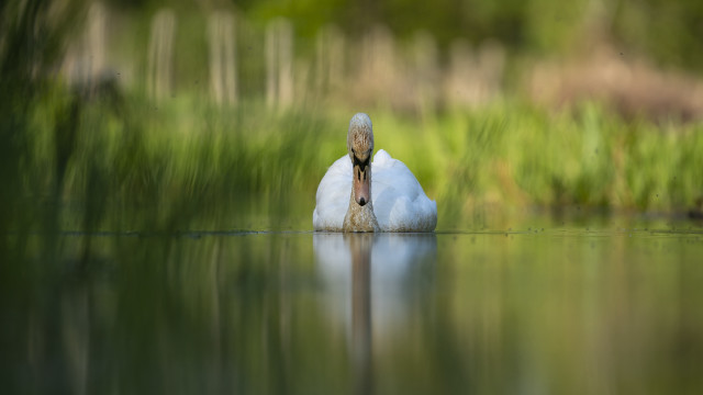 White swan impressionist soft focus free wallpaper for desktop - medium preview image
