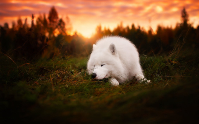White dog sunset grass autumn free wallpaper for desktop - medium preview image