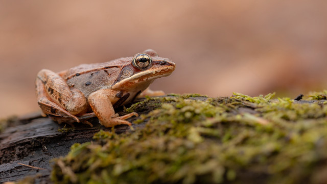 Frog mossy log woods smiling free wallpaper for desktop - medium preview image