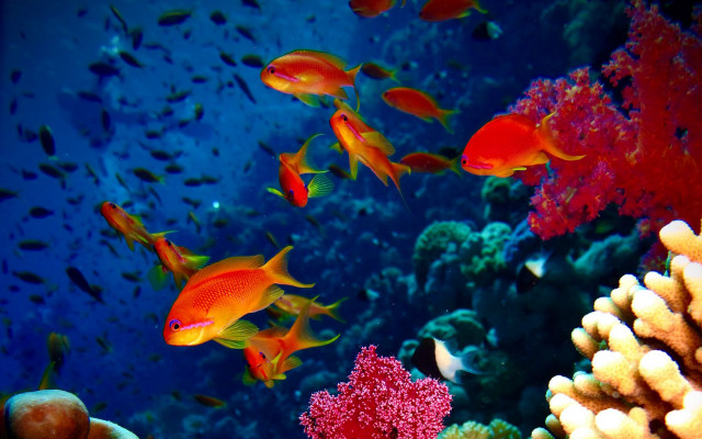 Fish coral reef underwater ecological free wallpaper for desktop - medium preview image