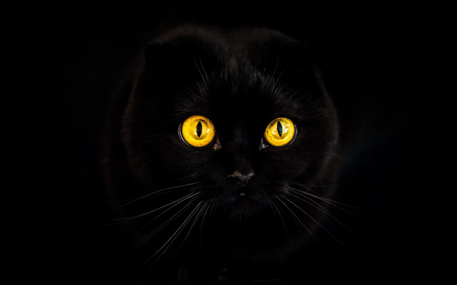 Black cat yellow eyes moon free wallpaper for desktop - medium preview image