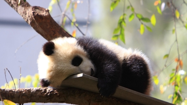 Panda sleeping tree branch zoo free wallpaper for desktop - medium preview image