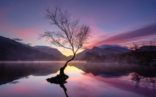 Tree water sunset mountains pink free wallpaper for desktop - medium preview image