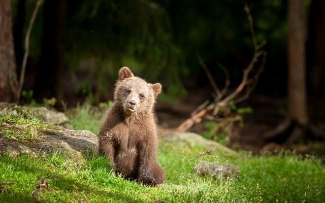 Brown bear standing green field free wallpaper for desktop - medium preview image