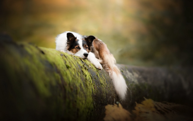 Dogs on wall in grass free wallpaper for desktop - medium preview image