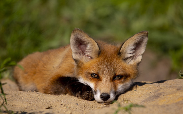 Small fox sandy ground green free wallpaper for desktop - medium preview image