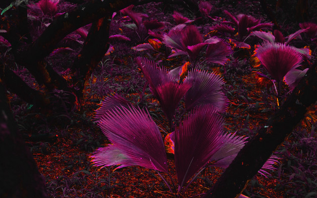 Purple plant glowing forest monster free wallpaper for desktop - medium preview image