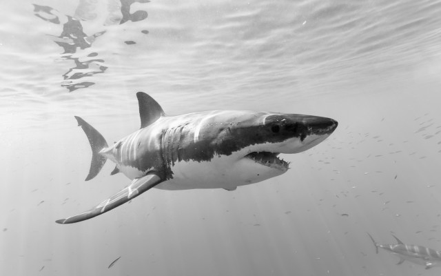 Great white shark ocean fish free wallpaper for desktop - medium preview image