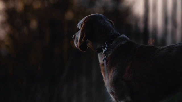 Dog standing dark blurry trees free wallpaper for desktop - medium preview image
