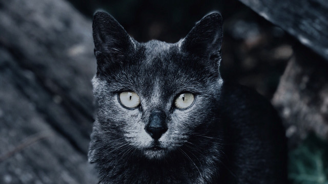 Black cat yellow eyes outdoors free wallpaper for desktop - medium preview image