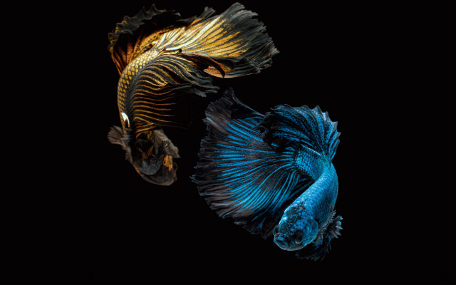 Two fish swimming blue gold free wallpaper for desktop - medium preview image