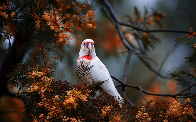 White bird red markings branch free wallpaper for desktop - medium preview image