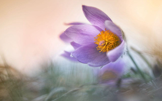 Purple flower yellow center grass free wallpaper for desktop - medium preview image