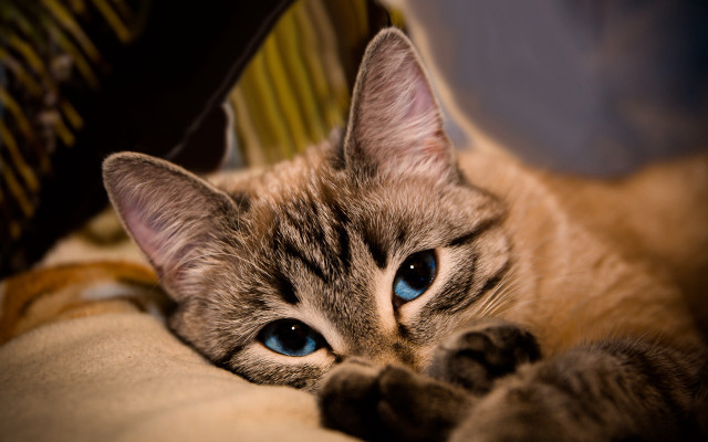 Cat laying on couch blue free wallpaper for desktop - medium preview image