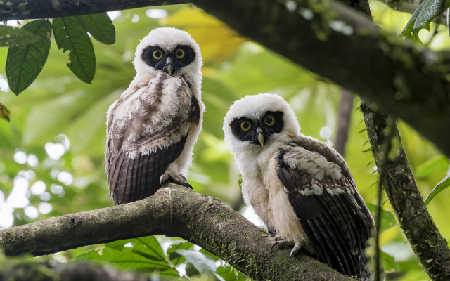 Two owls forest bush nature free wallpaper for desktop - medium preview image