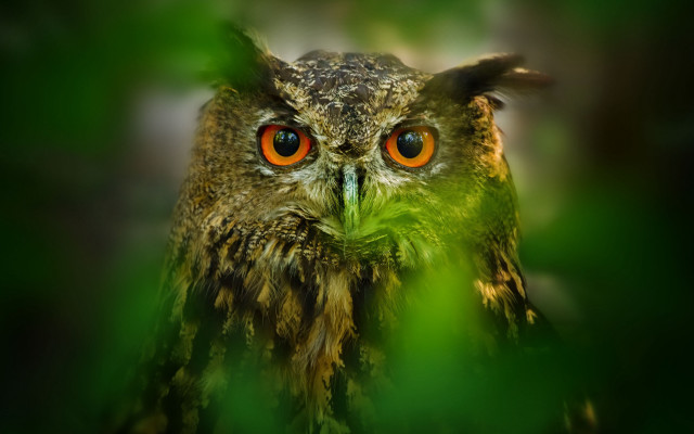 Owl orange eyes blurry background free wallpaper for desktop - medium preview image