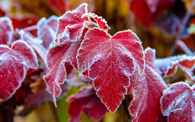 Red frosted leaf macro winter free wallpaper for desktop - medium preview image